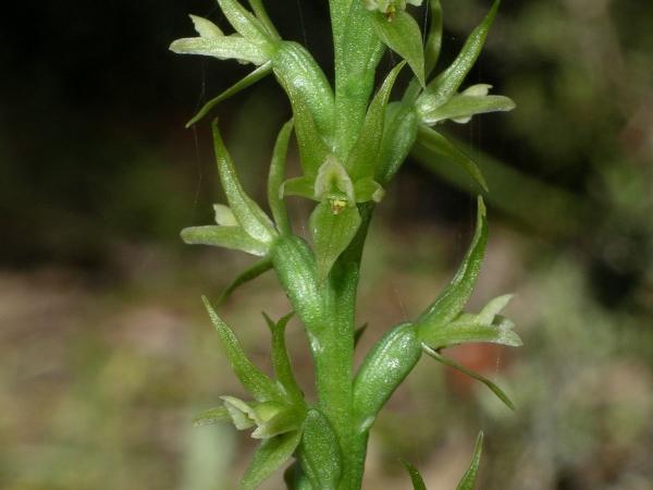 Prasophyllum lindleyanum - Green Leek Orchid.jpg